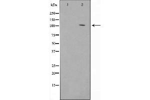 Western blot analysis of JAG1 using 293 whole cell lysates (JAG1 Antikörper  (N-Term))