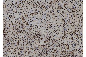 ABIN6273123 at 1/100 staining Mouse kidney tissue by IHC-P. (HIST1H1C Antikörper  (N-Term))