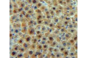 IHC-P analysis of liver tissue, with DAB staining. (Transferrin Antikörper  (AA 360-683))