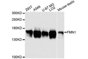 Western blot analysis of extracts of various cell lines, using FMN1 antibody. (FMN1 Antikörper  (AA 350-495))