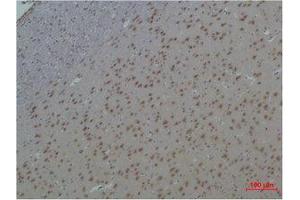 Immunohistochemistry (IHC) analysis of paraffin-embedded Rat Brain Tissue using 14-3-3 epsilon Polyclonal Antibody. (YWHAE Antikörper)