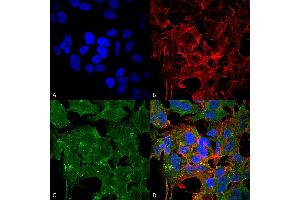 Immunocytochemistry/Immunofluorescence analysis using Mouse Anti-GluN2A/NR2A Monoclonal Antibody, Clone S327A-38 . (NMDAR2A Antikörper  (AA 75-325) (PerCP))