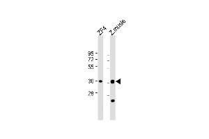 All lanes : Anti-(DANRE) mc4r Antibody (N-Term) at 1:1000 dilution Lane 1: ZF4 whole cell lysate Lane 2: Z. (MC4R Antikörper  (AA 25-57))
