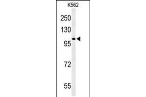 Western blot analysis of OXR1 Antibody in K562 cell line lysates (35ug/lane) (OXR1 Antikörper  (N-Term))