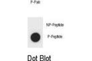Dot blot analysis of OT Antibody (Phospho ) Phospho-specific Pab (ABIN1881054 and ABIN2839911) on nitrocellulose membrane. (Angiomotin Antikörper  (pTyr599))