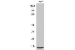 Western Blotting (WB) image for anti-Chemokine (C-X-C Motif) Ligand 12 (CXCL12) (C-Term) antibody (ABIN3177347) (CXCL12 Antikörper  (C-Term))