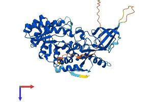 ODC1 Protein (AA 1-461) (His tag)