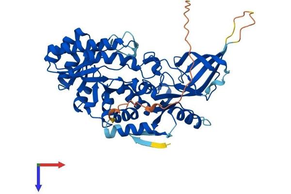 ODC1 Protein (AA 1-461) (His tag)