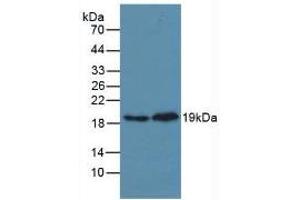 Figure. (MAPK14 Antikörper  (AA 19-279))