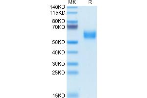Biotinylated Human SIRP alpha V2/CD172a on Tris-Bis PAGE under reduced condition.
