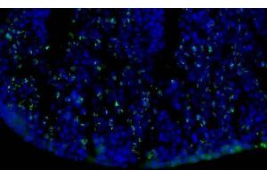 Immunofluorescence Microscopy of Mouse Anti-BrdU antibody. (BrdU Antikörper)