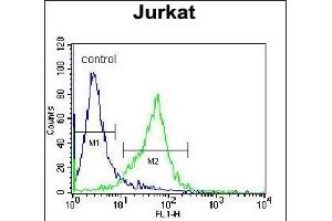 GCLC Antibody (N-term) (ABIN655884 and ABIN2845285) flow cytometric analysis of Jurkat cells (right histogram) compared to a negative control cell (left histogram). (GCLC Antikörper  (N-Term))