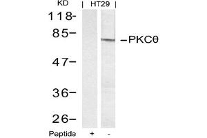 Image no. 2 for anti-Protein Kinase C, theta (PRKCQ) (AA 693-697) antibody (ABIN197400) (PKC theta Antikörper  (AA 693-697))
