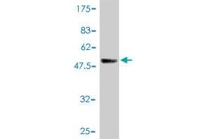 Western Blotting (WB) image for anti-DnaJ (Hsp40) Homolog, Subfamily C, Member 3 (DNAJC3) (AA 1-234) antibody (ABIN562441)