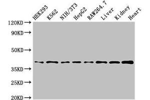 Western Blot Positive WB detected in: HEK293 whole cell lysate, K562 whole cell lysate, NIH/3T3 whole cell lysate, HepG2 whole cell lysate, RAW264. (POLR1C Antikörper  (AA 125-230))