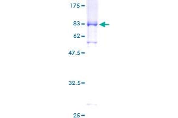 Cyclin A1 Protein (CCNA1) (AA 1-464) (GST tag)