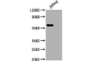 WB of recombinant SARS-CoV-2 Nucleocapsid antibody (ABIN6952664) (Rekombinanter SARS-CoV-2 Nucleocapsid Antikörper  (AA 1-419) (Fc Tag))