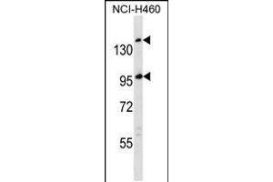 Western blot analysis in NCI-H460 cell line lysates (35ug/lane). (SSC5D Antikörper  (AA 869-897))