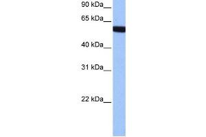Western Blotting (WB) image for anti-Zinc Finger Protein 891 (ZNF891) antibody (ABIN2459454) (Zinc Finger Protein 891 (ZNF891) Antikörper)
