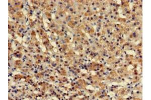 Immunohistochemistry of paraffin-embedded human adrenal gland tissue using ABIN7175966 at dilution of 1:100 (ZBTB16 Antikörper  (AA 126-420))