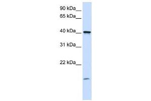 Western Blotting (WB) image for anti-Transmembrane Protein 79 (TMEM79) antibody (ABIN2459356) (TMEM79 Antikörper)
