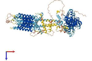 ADCY3 Protein (AA 1-1144) (His tag)