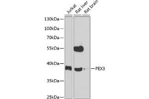 Western blot analysis of extracts of various cell lines, using PEX3 antibody (ABIN6128533, ABIN6145466, ABIN6145467 and ABIN6223201) at 1:1000 dilution. (PEX3 Antikörper  (AA 144-373))