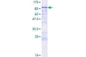 Image no. 1 for Coiled-Coil Domain Containing 138 (CCDC138) (AA 1-577) protein (GST tag) (ABIN1348271) (CCDC138 Protein (AA 1-577) (GST tag))