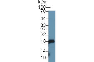 Western Blot; Sample: Mouse Stomach lysate; Primary Ab: 1µg/ml Rabbit Anti-Rat GKN1 Antibody Second Ab: 0. (Gastrokine 1 Antikörper  (AA 27-151))