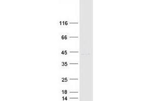 Validation with Western Blot (SOX1 Protein (Myc-DYKDDDDK Tag))