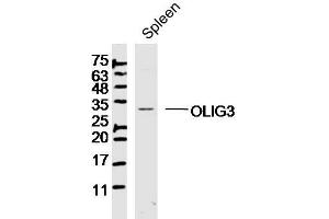 Mouse spleen lysates probed with OLIG3 Polyclonal Antibody, Unconjugated  at 1:300 dilution and 4˚C overnight incubation.
