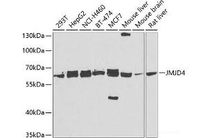 Western blot analysis of extracts of various cell lines using JMJD4 Polyclonal Antibody at dilution of 1:5000. (JMJD4 Antikörper)
