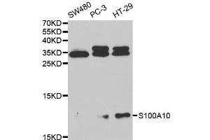 Western blot analysis of extracts of various cell lines, using S100A10 antibody. (S100A10 Antikörper  (AA 1-97))