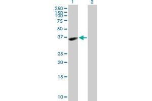 Western Blot analysis of HAPLN3 expression in transfected 293T cell line by HAPLN3 MaxPab polyclonal antibody. (HAPLN3 Antikörper  (AA 1-360))