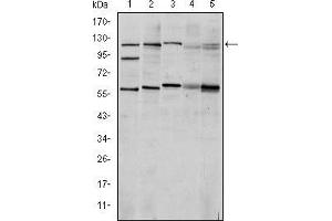 Western blot analysis using HIF1A mouse mAb against Cos7 (1), Hela (2), Jurkat (3), RAJI (4) and NIH/3T3 (5) cell lysate.