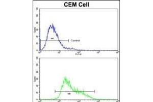 Flow cytometric analysis of CEM cells using IGHA1 Antibody (C-term)(bottom histogram) compared to a negative control cell (top histogram). (IGHA1 Antikörper  (C-Term))