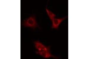 ABIN6275582 staining  Hela cells by IF/ICC. (NHE7 Antikörper  (Internal Region))
