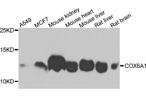 Western blot analysis of extracts of various cell lines, using COX6A1 antibody (ABIN5971990) at 1/1000 dilution. (COX6A1 Antikörper)