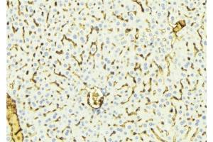 ABIN6275826 at 1/100 staining Mouse liver tissue by IHC-P. (CYP8B1 Antikörper  (Internal Region))