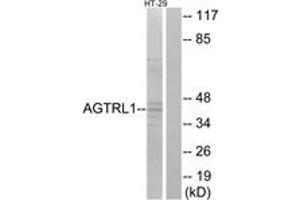 Western blot analysis of extracts from HT-29 cells, using AGTRL1 Antibody. (Apelin Receptor Antikörper  (AA 141-190))