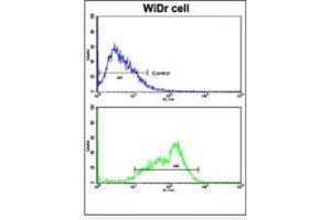 Flow cytometric analysis of WiDr cells using BCL2L11 Antibody (Center)(bottom histogram) compared to a negative control cell (top histogram). (BIM Antikörper  (Middle Region))