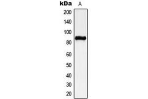 Western blot analysis of CHSY2 expression in A549 (A) whole cell lysates. (CHPF Antikörper  (C-Term))