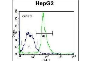 KRT3 Antibody (Center) (ABIN656583 and ABIN2845845) flow cytometric analysis of K562 cells (right histogram) compared to a negative control cell (left histogram). (KRTAP1-3 Antikörper  (AA 88-117))