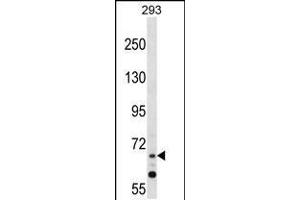 Western blot analysis in 293 cell line lysates (35ug/lane). (ZNF214 Antikörper  (N-Term))
