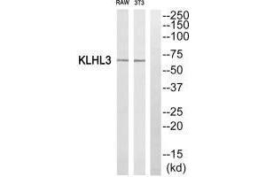 Western blot analysis of extracts from RAW264. (KLHL3 Antikörper  (N-Term))