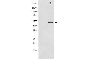 Western blot analysis of LKB1 phosphorylation expression in PMA treated NIH-3T3 whole cell lysates,The lane on the left is treated with the antigen-specific peptide. (LKB1 Antikörper  (pThr189))
