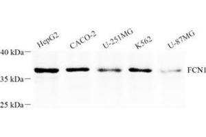 Western blot analysis of FCN1 (ABIN7073952),at dilution of 1: 1000 (FCN1 Antikörper)