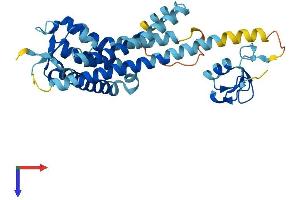 PEX10 Protein (AA 1-326) (His tag)