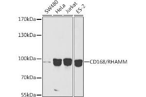 Western blot analysis of extracts of various cell lines, using CD168/RHAMM antibody (ABIN6131278, ABIN6141879, ABIN6141880 and ABIN6216074) at 1:1000 dilution. (HMMR Antikörper  (AA 1-300))