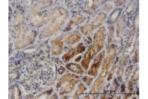 Immunostaining (ISt) image for anti-Protein Kinase C and Casein Kinase Substrate in Neurons 2 (PACSIN2) (AA 368-428) antibody (ABIN524677)